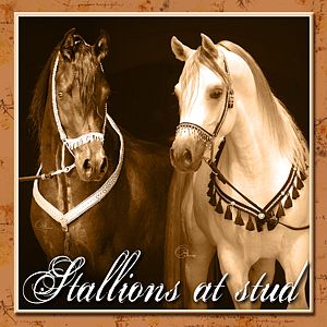 Stallions at Stud