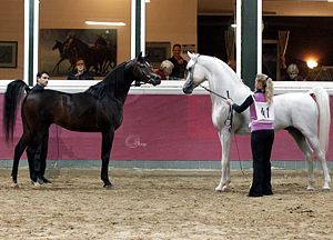 Al Aneed LDA & Bourhani Montashar - Foto © M.Groger