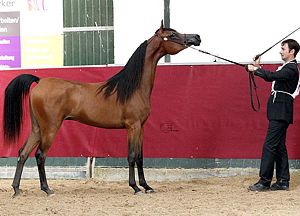 Najdiya Al Zobair - Foto © M.Groger